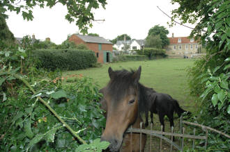 Horses are pastured adjacent to the Olney Church.  Village buildings can be seen across the pasture.